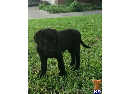 Labrador Retriever